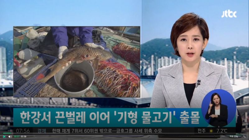 ひも虫に続いて奇形魚まで」 漢江生態系「危険信号」｜カイカイch 