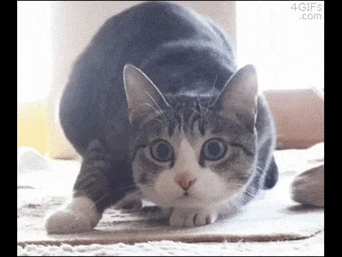 動物Gif｜カイカイch - 日韓交流掲示板サイト